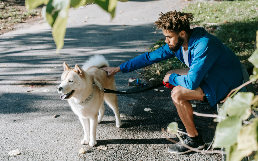 Four Tips on Training Your Pets