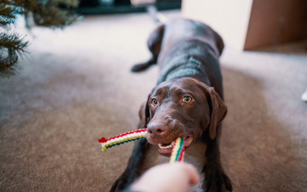 Introducing Pet Toys that Were Popular in 2022