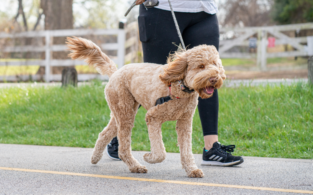 What are Some Best Exercises for Pets?